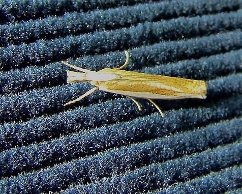 crambus pascuella